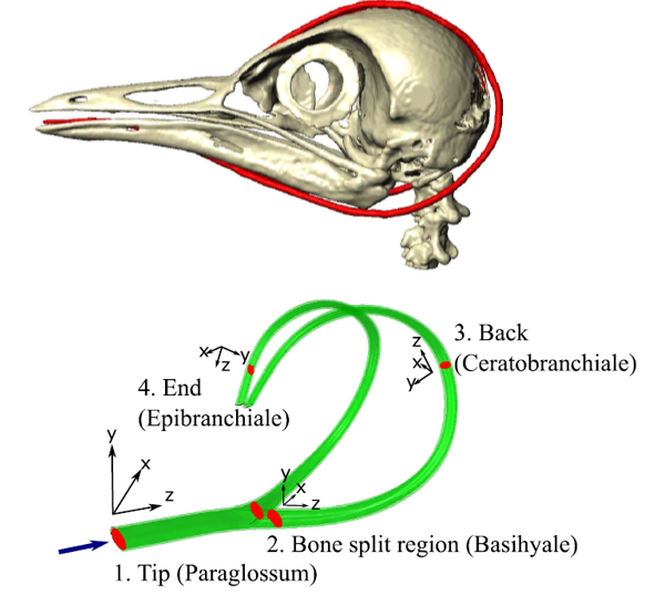 Woodpecker skull geometry