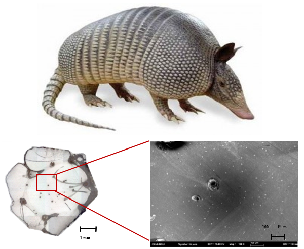 Microscopic analysis of Armadillo Shell