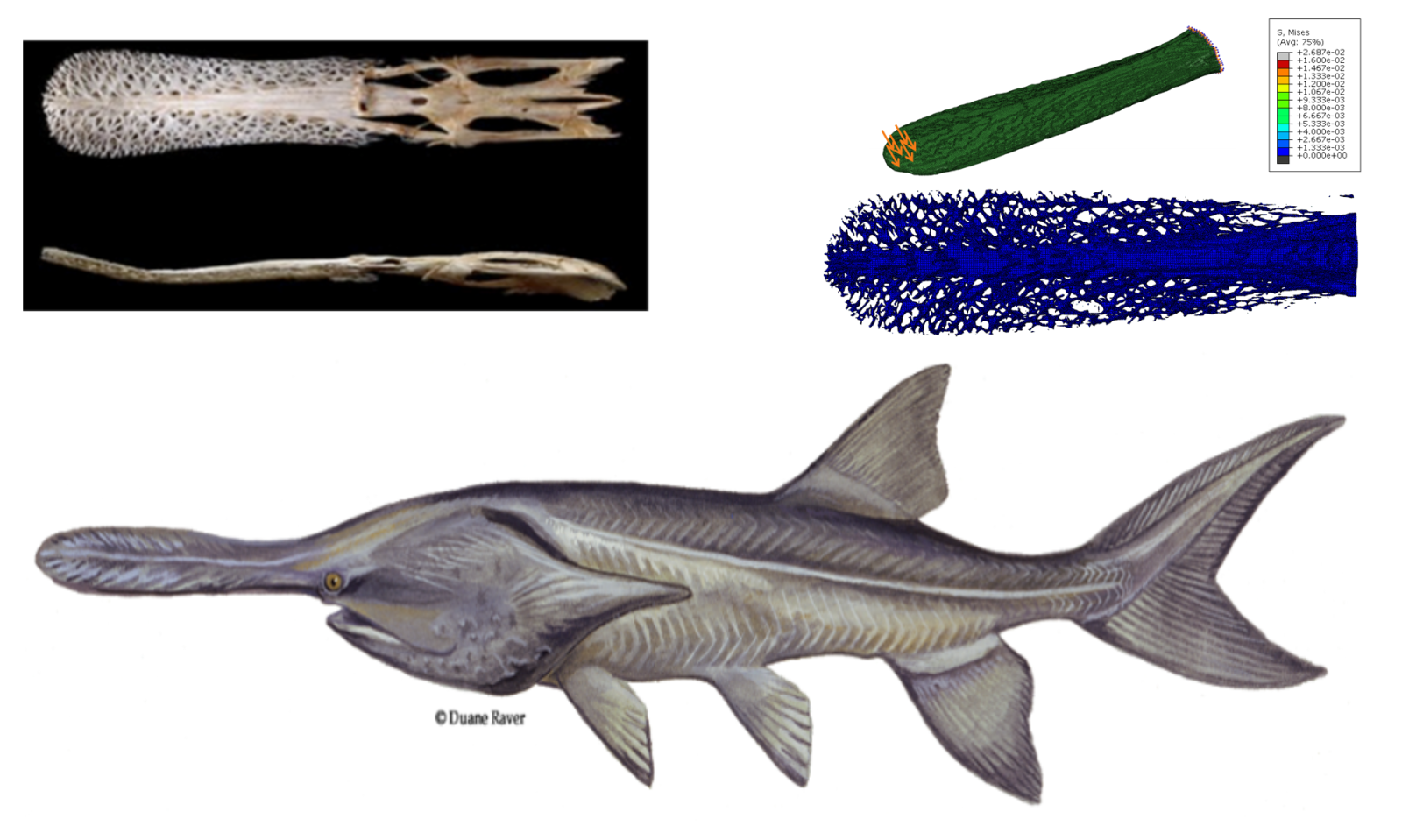 Structural Analysis of Paddlefish Rostrum