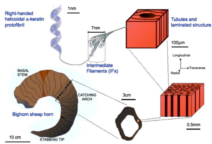 Ram Horn Structural Composition