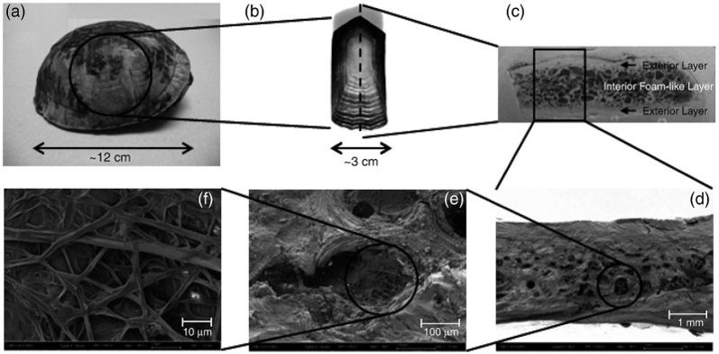 Turtleshell microscopic images