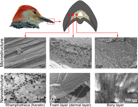 Woodpecker skull composition