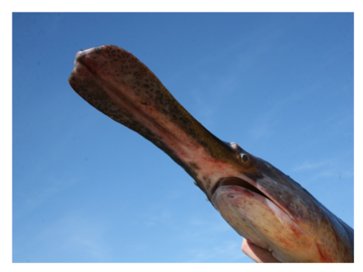 Figure 1: The Paddlefish