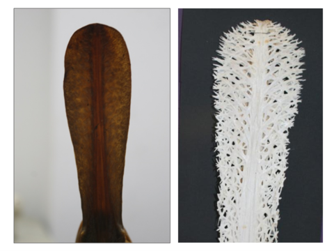 Figure 2: Paddlefish rostrum and Stellate bone arrangement.