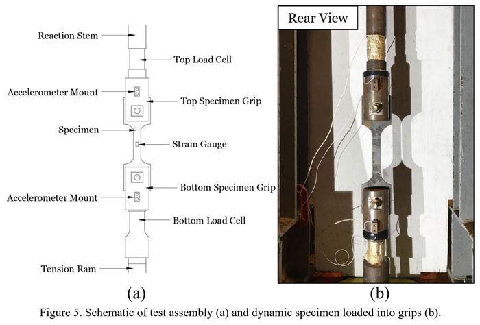 Schematic of test assembly and dynamic speciment loaded into grips