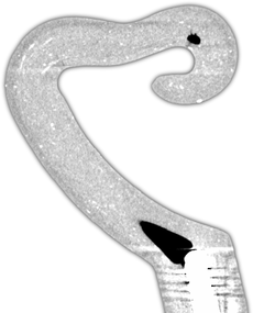 Micro X-ray Cross-Section